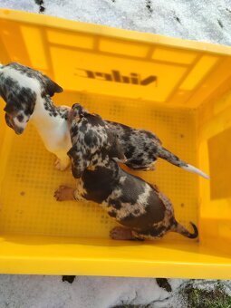 Jazvečik Trpaslici - 4