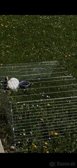 Darujem zakrslého králika s dvomi klietkami. - 4