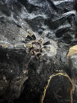 Vtáčkar, pavúk, tarantula - 4