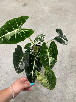 Alocasia Frydek Veriegata - 4