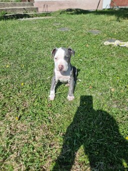 Amstaff , Ameriscky staford - 4