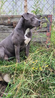 American bully - 4