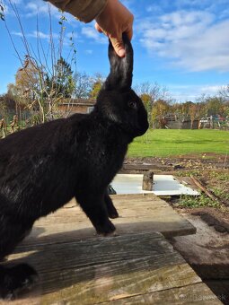 Samcov kralikov nar april 2025 - 4