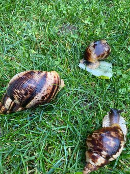 Africke slimáky - 4