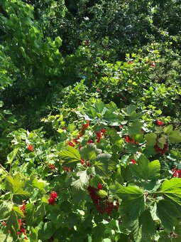 Predám RÍBEZLE ČERVENÉ - 4