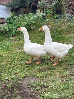 Slovenske biele husi - 4