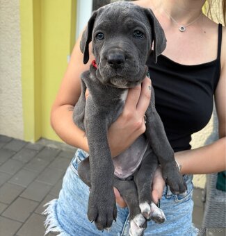 Fenky Cane Corso - 4