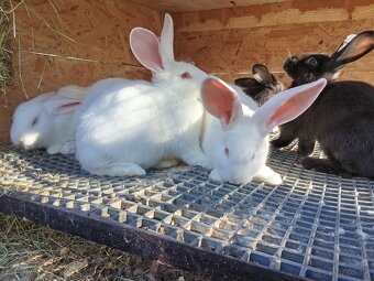 Mix Panónsky a Šarišský obor - 4