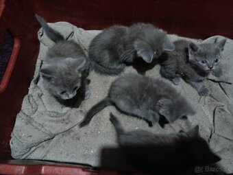 Predám britské mačiatka - 4