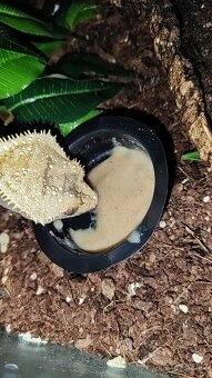 Pagekon riasnaty - 4