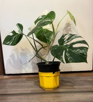 Monstera Albo Veriegata - 4