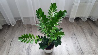Zamiokulkas (Zamioculcas zamiifolia) - 4
