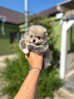 Pomeranian - 4