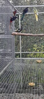 Rozely cierne,straky - 4