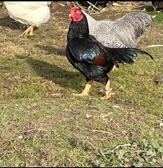 Zdr. Indická bojovníčka bažantia hnedá - 4