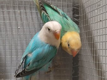 Agapornis fischeri - 4