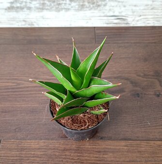 Izbové rastlinky - 4