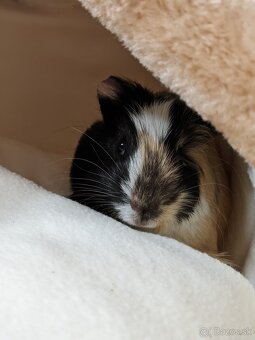 morské prasiatko - 4