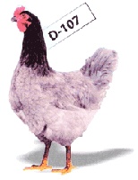 Ponúkam na predaj mladé nosnice pred znáškou - 4