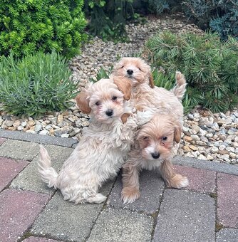 Maltipoo,pudel,maltezak - 4