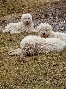 ŠTENIATKA KOMONDOR - 4