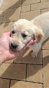Zlaty retriever golden retriever posledny psik - 4