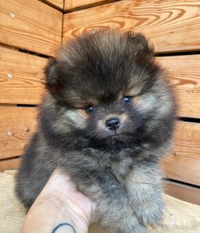 Pomeranian - mini velikost- PP/FCI - 4