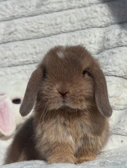 🐰MINILOP ZAKRSLÝ KRÁLIK🩷. - 4