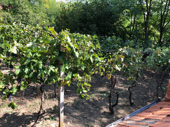 Viničný domček a niekoľko radov viniča - 4