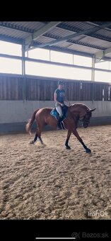 Predám kobylku - 4