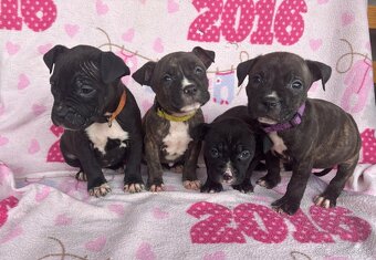 Americký stafordsirsky terier, Stafford, amstaf - 4