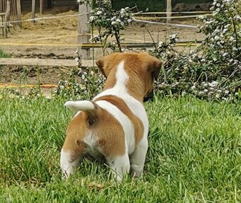 Jack Russel Terier - 4