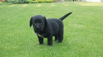 LABRADOR keverék kiskutyák eladóak - 4