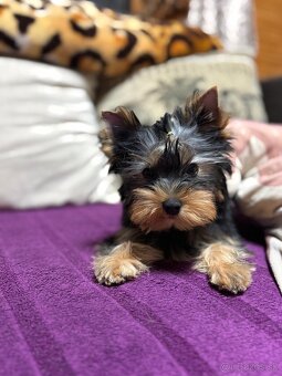 Yorkshire terrier s Preukazom pôvodu FCi - 4