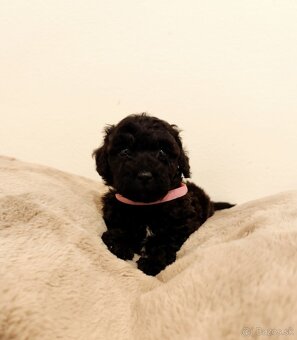 Pudel trpasličí - 4