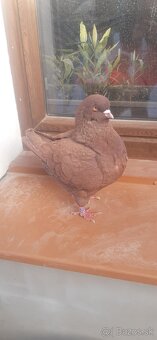 Americký King 2024. - 4