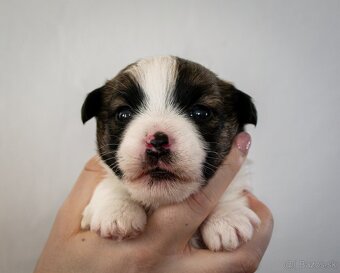 Jack Russell Terrier s pp - 4