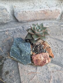 Echevereria purpusorum v skalke - 4