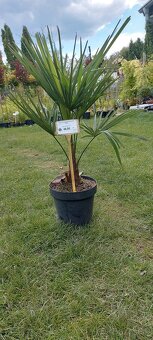 citrusy a palmy - 4