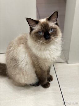 Ragdoll Mačka - 4