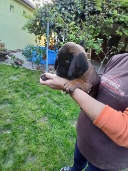 Bavorsky farbiar - 4