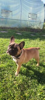 Francúzsky buldoček s PP - 4