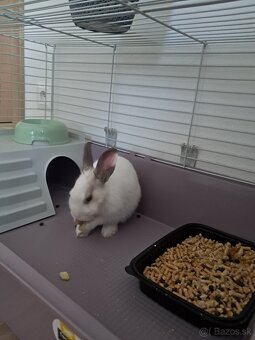 Zakrslý zajko + klietka - 4