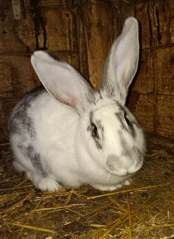 Králiky samice aj samce - 4