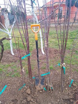 Ovocne stromceky - 4