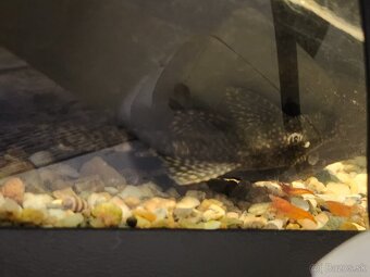 Predám akvárium 40L - 4