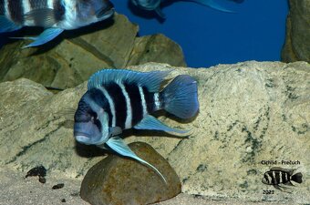 Cyphotilapia Gibberosa Blue Zaire Lupota WF/F1 - 4