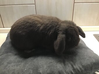 Mini lop - 4