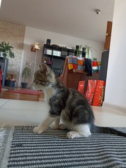 Darujeme mačiatko Eufrat - 4