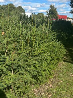 Predám krásne smreky a jedle.🌲 - 4